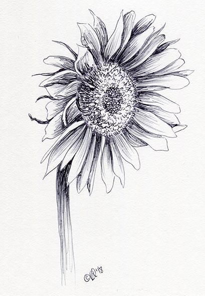 flower drawing sunflower art