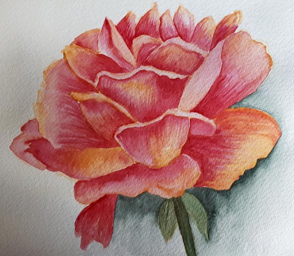 rose watercolour