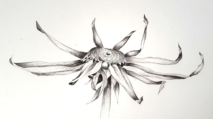 drawing claire harrison art