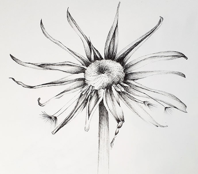dandelion drawing claire harrison art