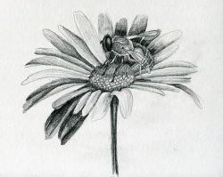 Learn to Draw Insects and Flowers