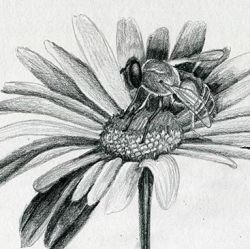 Learn to Draw Insects and Flowers