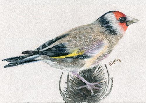 Goldfinch