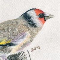 Goldfinch
