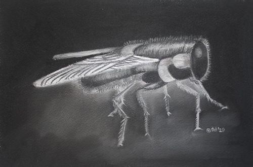 Forgotten Pollinator Fly
