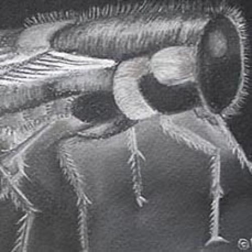 Forgotten Pollinator Fly