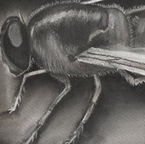 Forgotten Pollinator Hoverfly