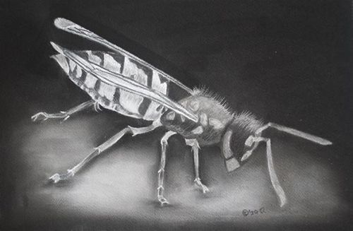 Forgotten Pollinator Wasp Side View