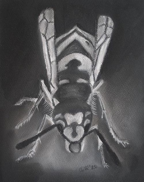 Forgotten Pollinator Wasp Front View