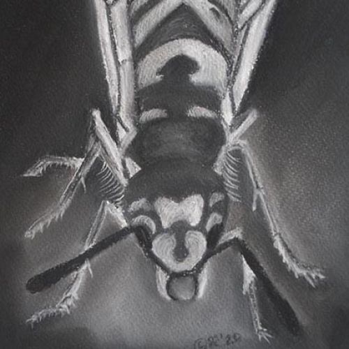 Forgotten Pollinator Wasp Front View