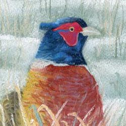 Pheasant