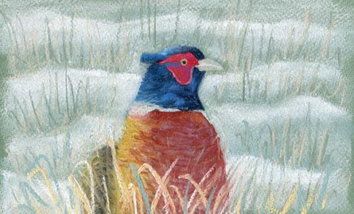 Pheasant