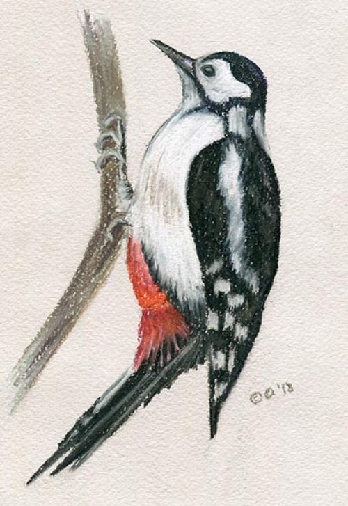 Woodpecker