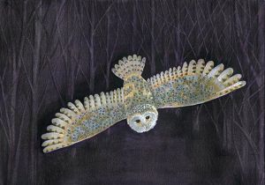 Barn Owl