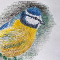 Drawing Birds