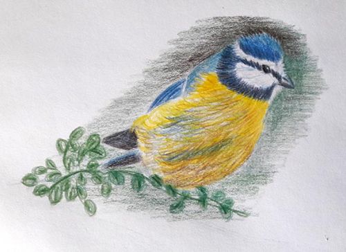 Drawing Birds