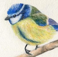 Blue Tit Pastel