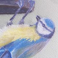 Draw a Bird in Colour