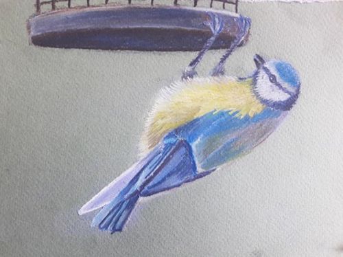 Draw a Bird in Colour