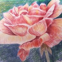 Draw a Rose Using Line and Colour