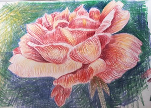 Draw a Rose Using Line and Colour