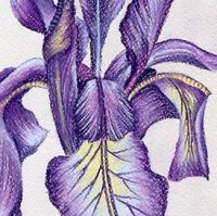 Iris in Pastel