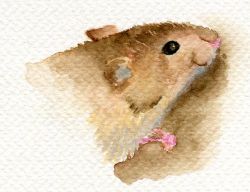 Paint Animals in Watercolour