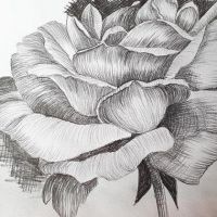 Draw a Rose Using Line