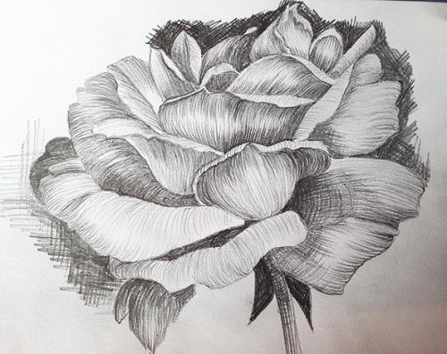 Draw a Rose Using Line