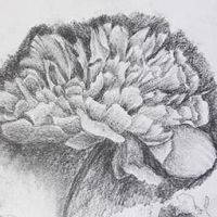 Draw a Flower in Pencil