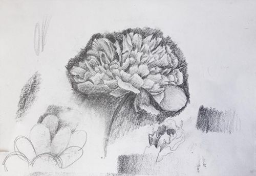 Draw a Flower in Pencil