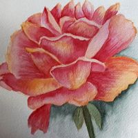 How to Paint a Rose in Watercolour