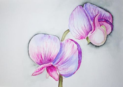 Watercolour Sweet Pea