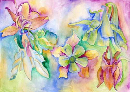 Aquilegia