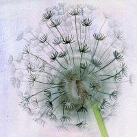 Dandelion Clock no.2