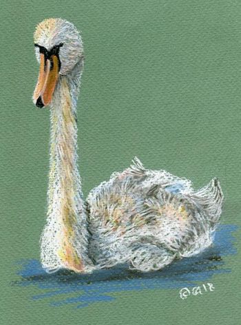 Swan