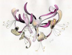 Drawing Honeysuckle in Pen and Wash
