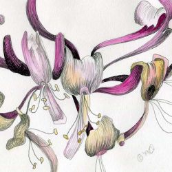 Drawing Honeysuckle in Pen and Wash