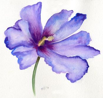 Hibiscus