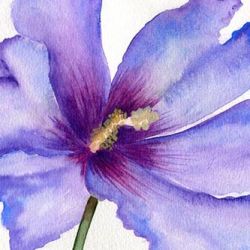 Hibiscus
