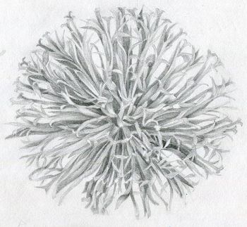Echinops