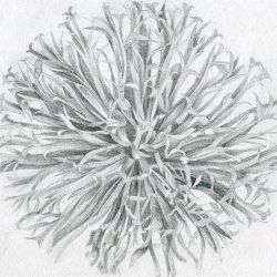 Echinops