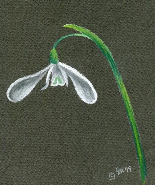 Snowdrop