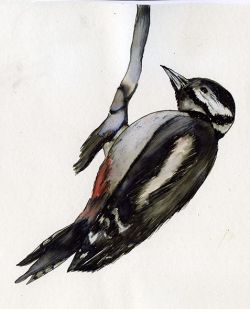 Drawing Birds in Ink and Wash