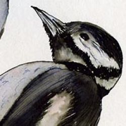 Drawing Birds in Ink and Wash